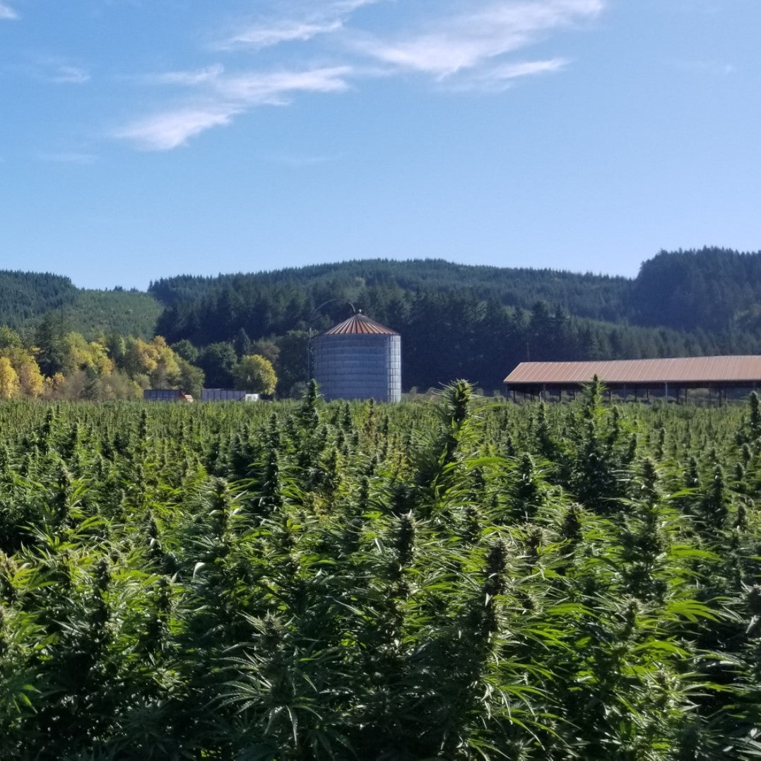 Flowering hemp in the family farm's field, with the silo and barn beyond.
