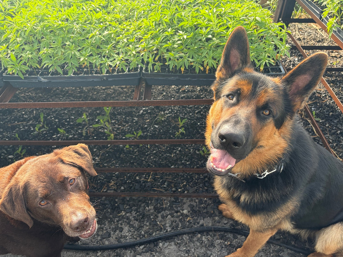 Two farm dogs beside trays of hemp starts in the greenhouse.