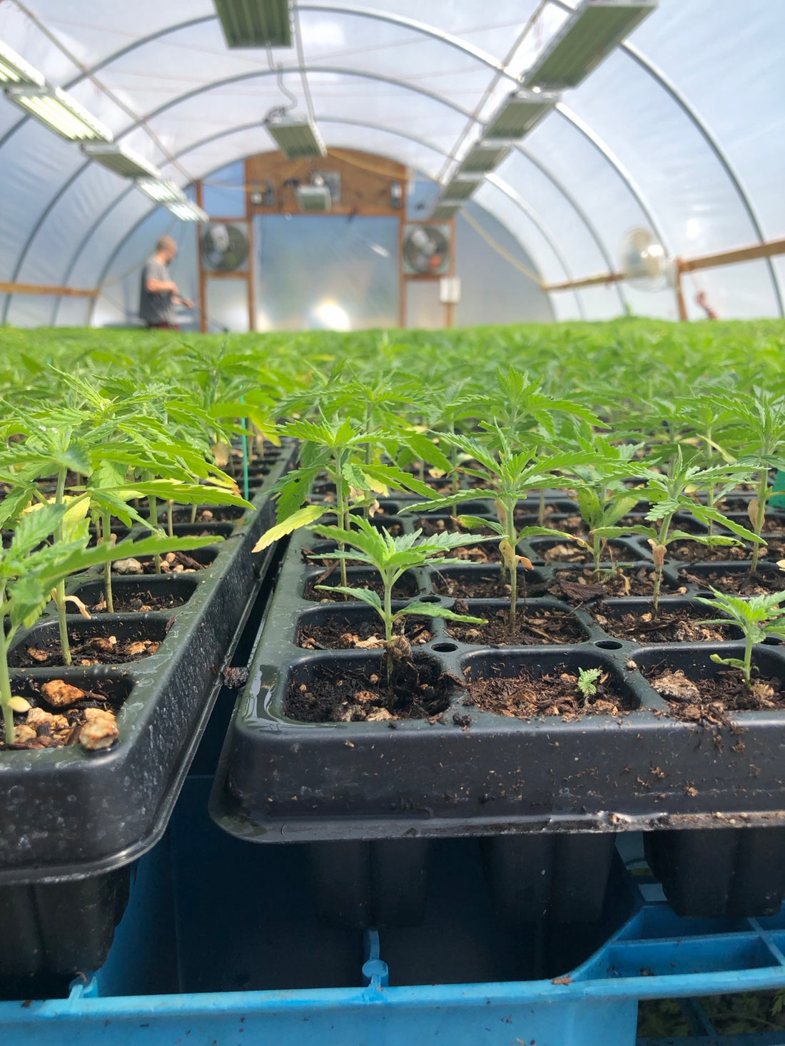 Young hemp plants in greenhouse trays, with Sterling working in the background.