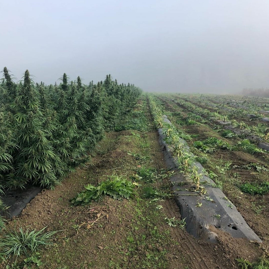 A misty morning over standing hemp plants and freshly harvested rows.