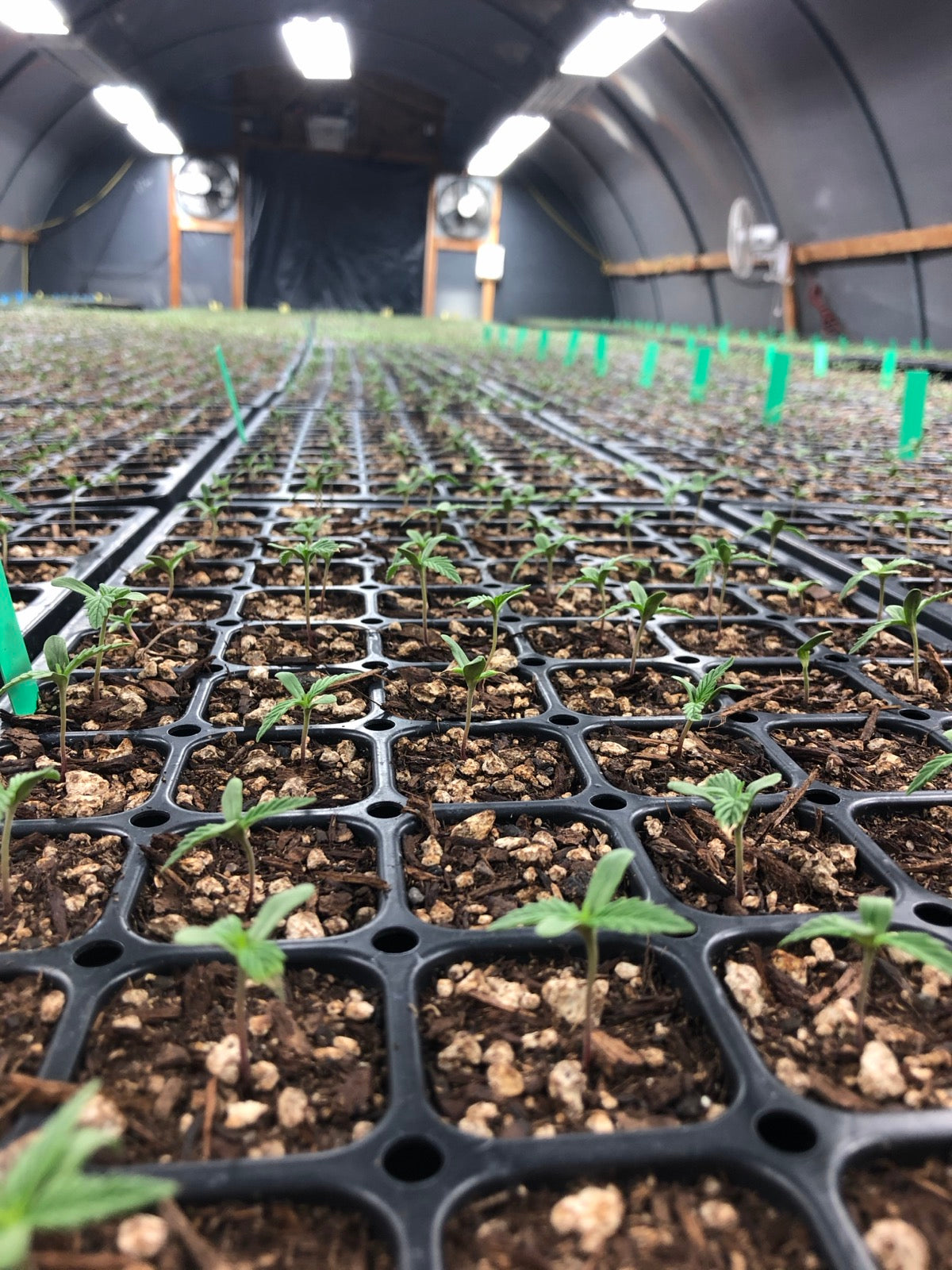 Rows of young hemp seedlings in trays inside the greenhouse.
