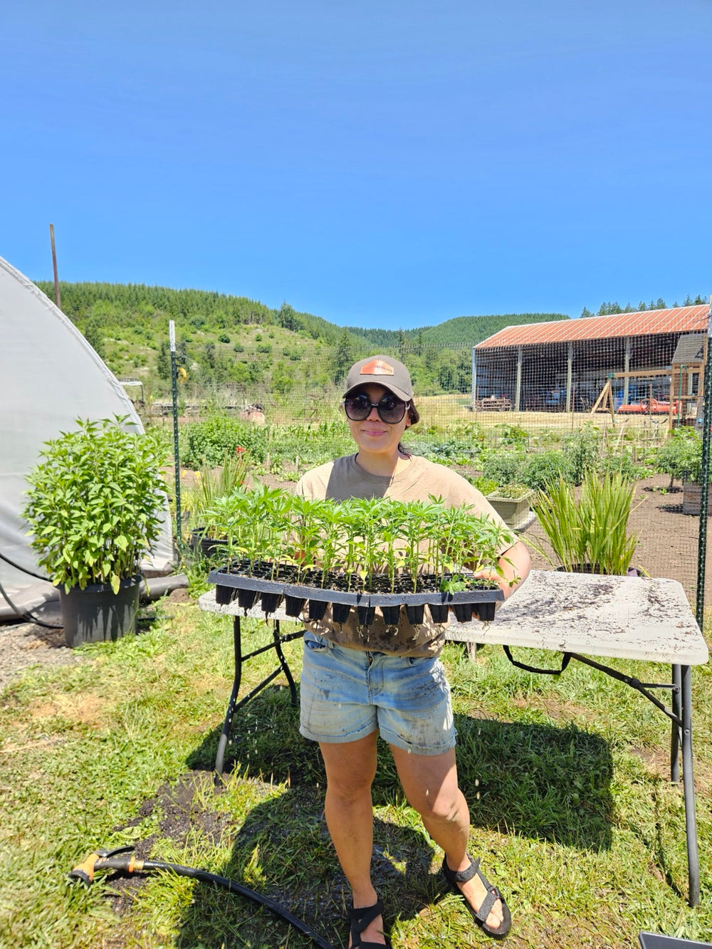 Vina holding a tray of young hemp starts on the farm.