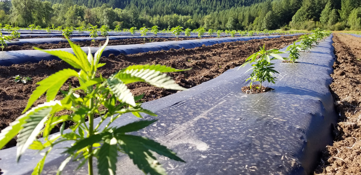 Young hemp plants growing in rows beside the forest on the family farm.