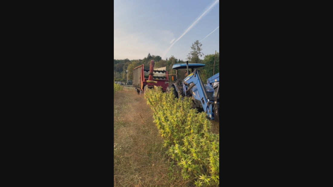 Harvesting hemp on the Mellow Moose family farm.