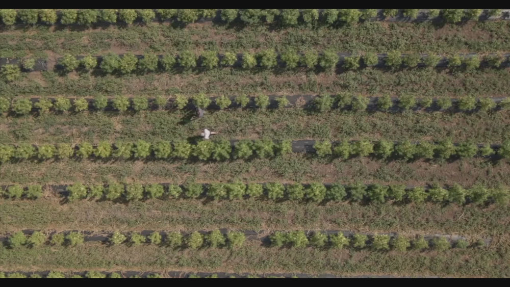An updated tour of the Mellow Moose family farm and hemp processing work in Oregon.
