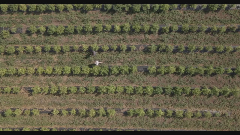 An updated tour of the Mellow Moose family farm and hemp processing work in Oregon.