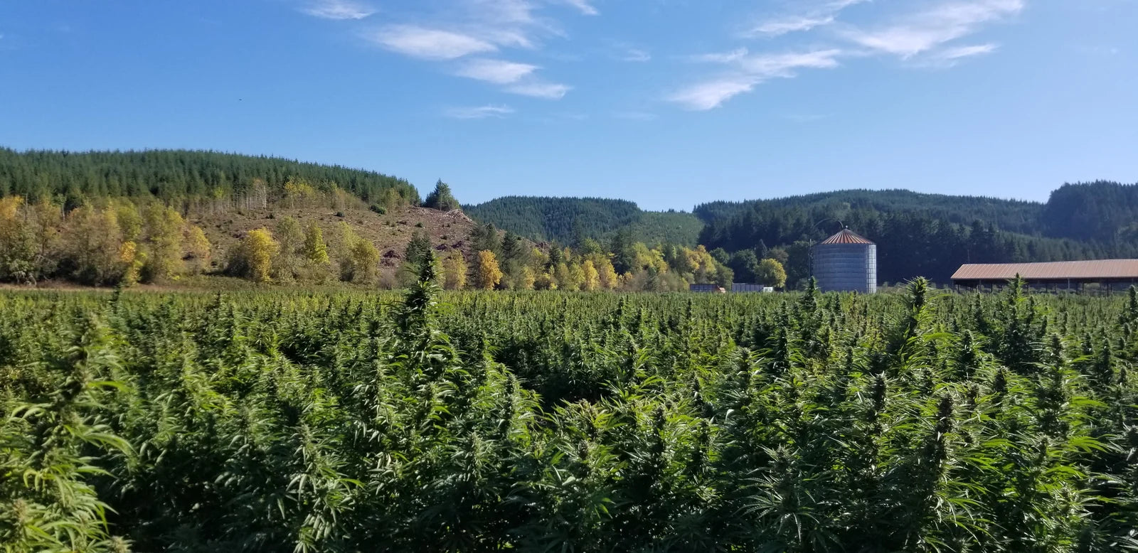 Mature hemp fields beside the barn and silo on our family farm, with Oregon hills behind them
